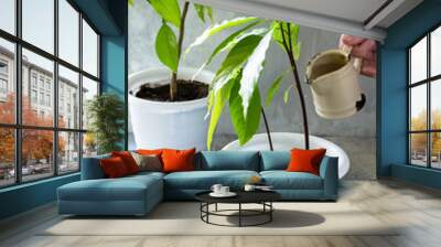 Watering plants, caring for houseplants. Avocado tree and orange tree grown at home, tropical houseplants. Wall mural