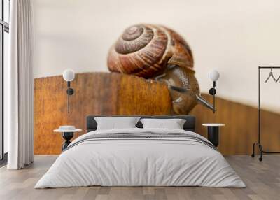 A snail descending a tree. Wall mural