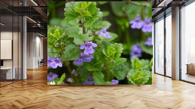 Flowers Glechoma Hederacea Growing On Meadow In Springtime Close Up. Wall mural