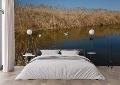 two beautiful white swans swimming and feeding in lake or pond with reeds and blue sky on background, nature landscape Wall mural