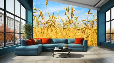 grain field Wall mural