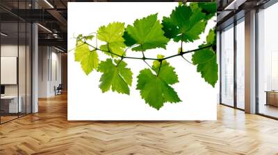 grape vine Wall mural