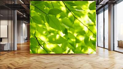 Green spring leaves Wall mural