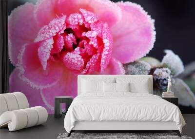 Icy rose Wall mural