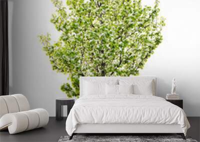 isolated flowering pear tree Wall mural