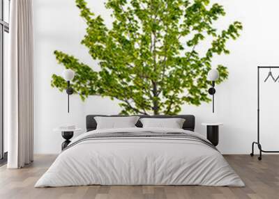 isolated young maple tree Wall mural