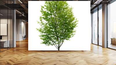 isolated young tree Wall mural