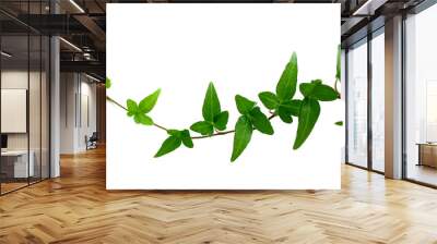 ivy on white background 2 Wall mural