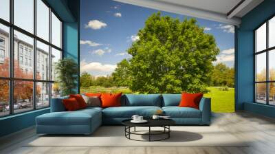 Maple tree in summer field Wall mural