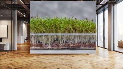 Sprouting microgreens. Seed germination at home. Microgreens in container. Vegan and healthy eating concept. Seed packaging. Sprouting seeds of a plant. Growing sprouts. Organic raw green food. Wall mural