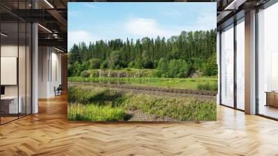 Summer Sunny forest landscape, green pine trees and the railway track. Wall mural