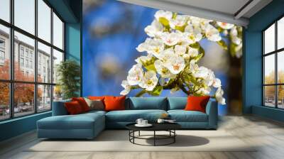 Blooming wild pear in the garden Wall mural