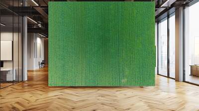 Texture of wheat field. Background of young green wheat on the f Wall mural