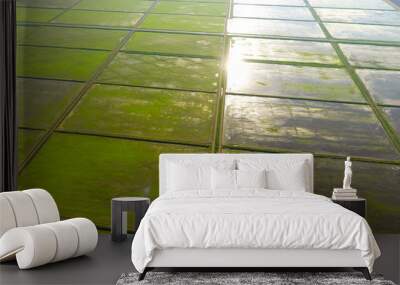 The rice fields are flooded with water. Flooded rice paddies. Agronomic methods of growing rice in the fields. Wall mural