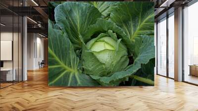 Bio cabbage in the garden Wall mural