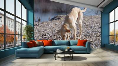 Close-up photo of a cute Cretan Hound dog (Kritikos Lagonikos) sniffing stones by the lakeshore Wall mural