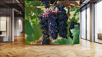 grape Wall mural