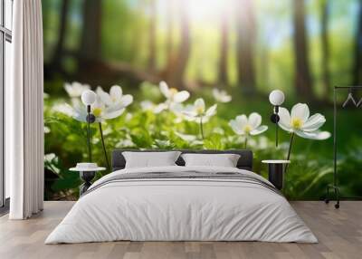 Beautiful white flowers of anemones in spring in a forest close-up in sunlight in nature. Spring forest landscape with flowering primroses Wall mural