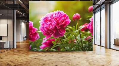 Bright colorful magenta peonies flowers in an outdoor garden with beautiful bokeh Wall mural