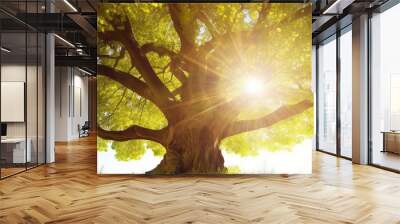 Summer or autumn nature background, big old oak tree against sunlight Wall mural