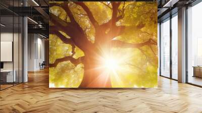 Summer or autumn nature background, big old oak tree against sunlight Wall mural