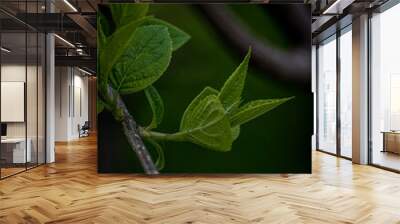 leaves on a black background Wall mural