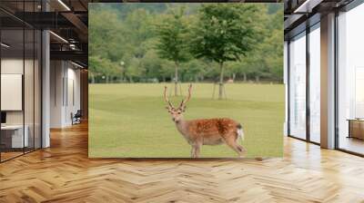 Deer Park  Wall mural