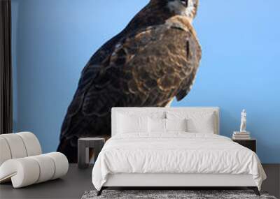 red tailed hawk Wall mural