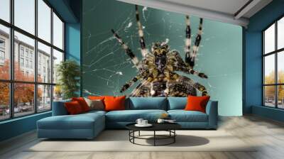 Spinne Wall mural