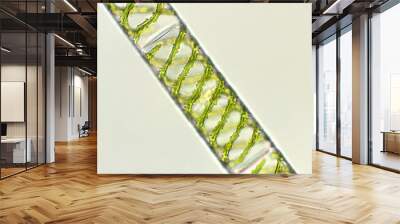 Spirogyra sp. algae under microscopic view Wall mural