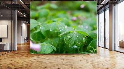 Young fresh green clover leaves with pink flowers and raindrops, close up. Nature background Wall mural