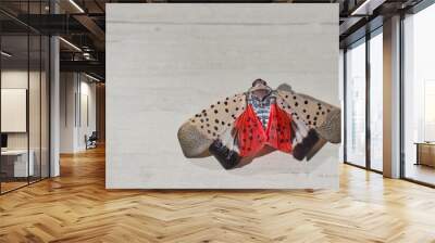 Closeup of adult spotted lanternfly (Lycorma delicatula) on light grey wood background. Wall mural