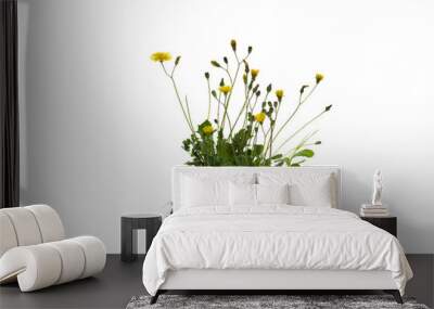 Piece of turf with topsoil with grass, roots and dandelion, isolated against a white background Wall mural