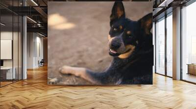 Black and Blue Dog Wall mural