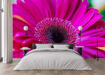 pink gerber daisy close up Wall mural