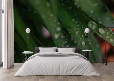 Rain drop on leaf Wall mural