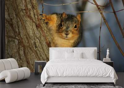 squirrel on a tree Wall mural