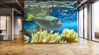 coral reef with fish Wall mural