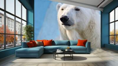 polar bear portrait Wall mural