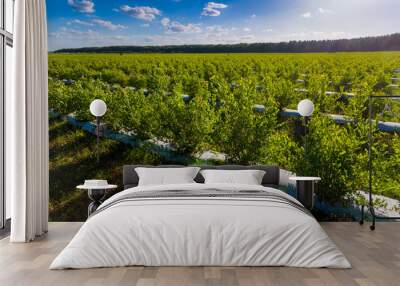 Field of blueberries, bushes with future berries against the blue sky. Farm with berries Wall mural