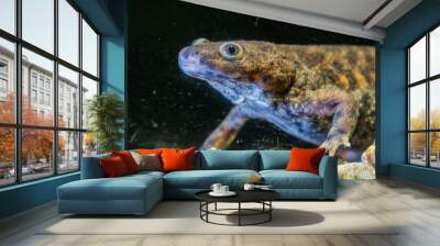 Spanish ribbed newt Pleurodeles waltl , also known as the Iberian ribbed newt. Wildlife animal Wall mural