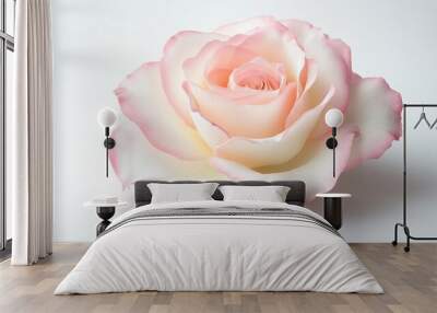 Blooming white and pink rose with soft petals isolated on a white background. Wall mural