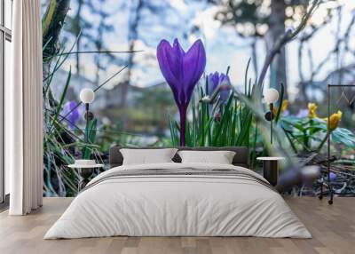 Lilac flower on the spring garden Wall mural