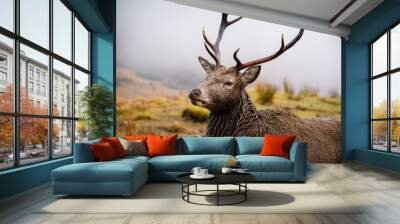 Male stag, close up head and shoulders, looking right Wall mural