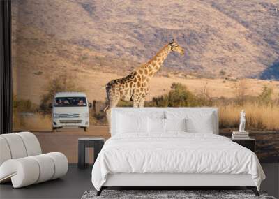 giraffe from south africa, pilanesberg national park. africa Wall mural