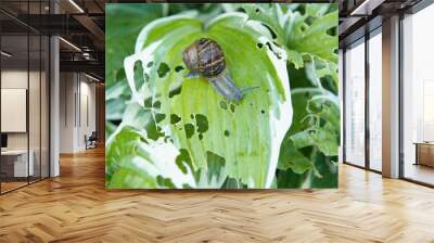 Close up from a snail with house eating from a hosta plant Wall mural