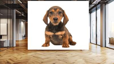 Cute single sitting shorthair dachshund puppy dog facing the camera isolated on a white background Wall mural