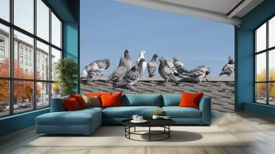 homing pigeons sitting on the roof of a house on a blue sky Wall mural