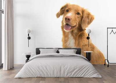 Portrait of a nova scotia duck tolling retriever looking away with mouth open isolated on a white background Wall mural