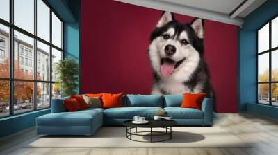 Portrait of a siberian husky looking at the camera with mouth open on a burgundy red background Wall mural